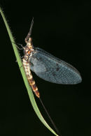 06-5725 Mayfly (Ephemera danica) on Grass Stem